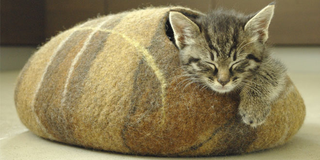 Top-10-Most-Gifted-Cat-Beds