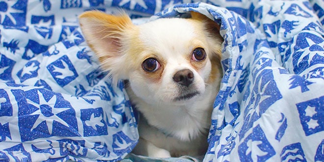 A small chihuahua dog peeking out of a blue blanket.
