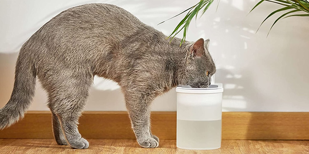 A gray cat drinking water from a water bottle.